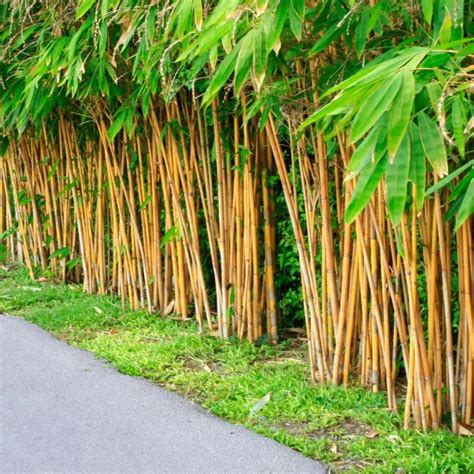 bamboo .